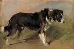 Bild:A Border Collie