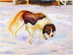 Bild:St. Bernard Dog in Snow